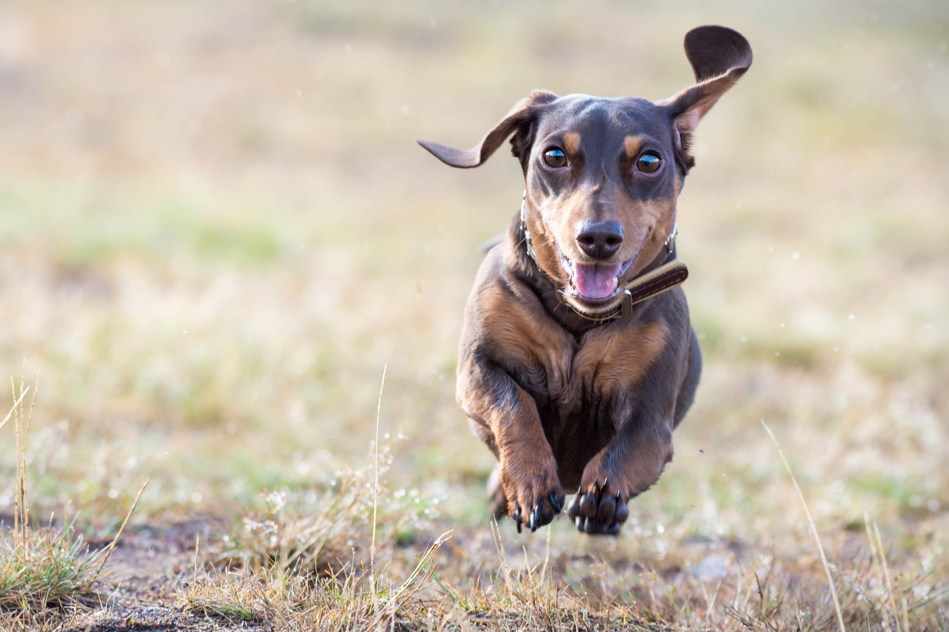 The Kaninchen Dachshund A Miniature Majesty