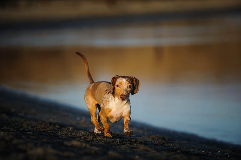 The Kaninchen Dachshund A Miniature Majesty