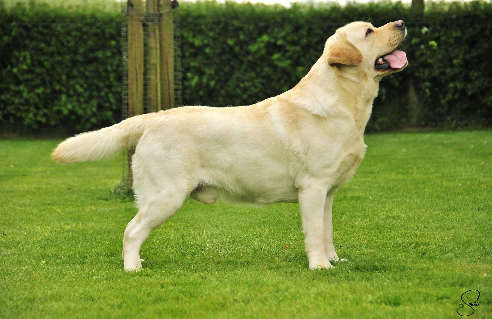 The Labradoxie A Tail Wagging Mix of Love and Loyalty