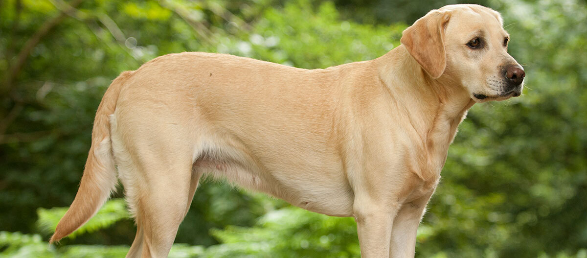 The Labradoxie A Tail Wagging Mix of Love and Loyalty