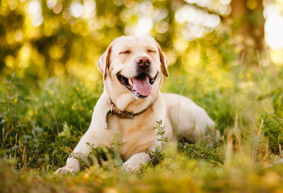 The Labradoxie A Tail Wagging Mix of Love and Loyalty