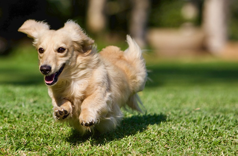 The Long-Haired Dachshund A Charming Mix of Elegance and Stubbornness