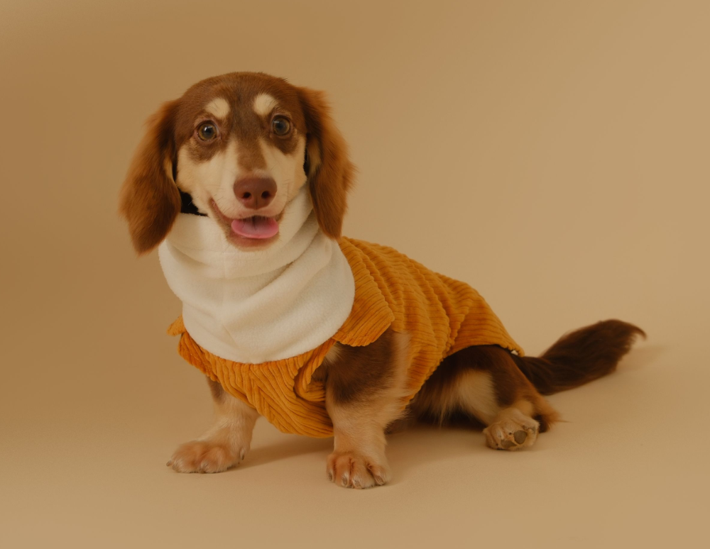 The Long-Haired Dachshund A Charming Mix of Elegance and Stubbornness