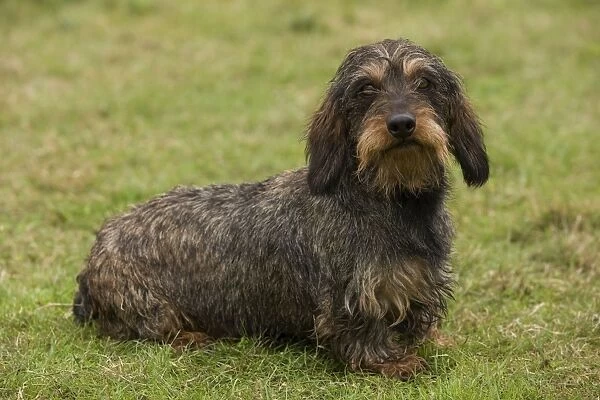 The Long-Haired Dachshund A Charming Mix of Elegance and Stubbornness