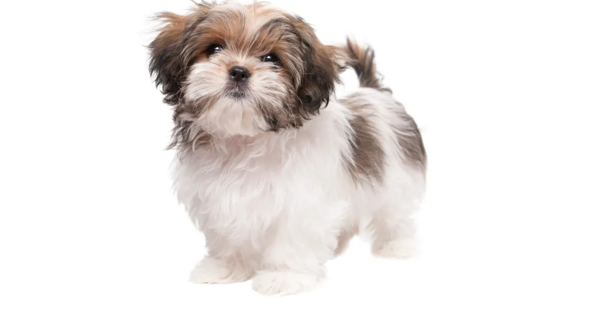 The Maltese Dachshund Mix A Delightful Blend of Personality and Charm