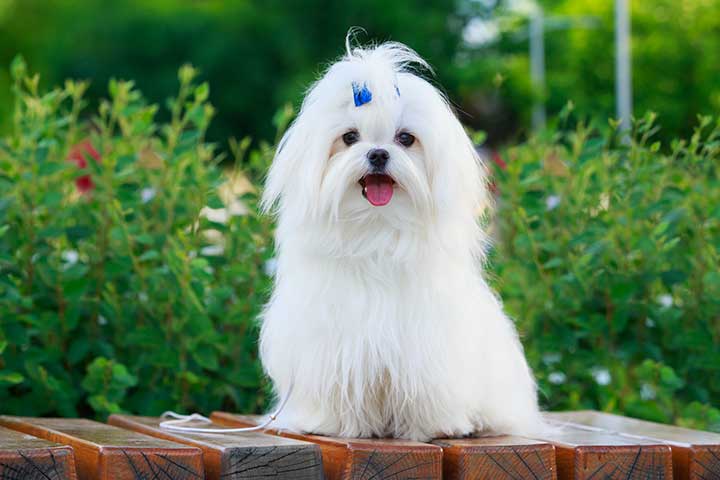 The Maltese Dachshund Mix A Delightful Blend of Personality and Charm