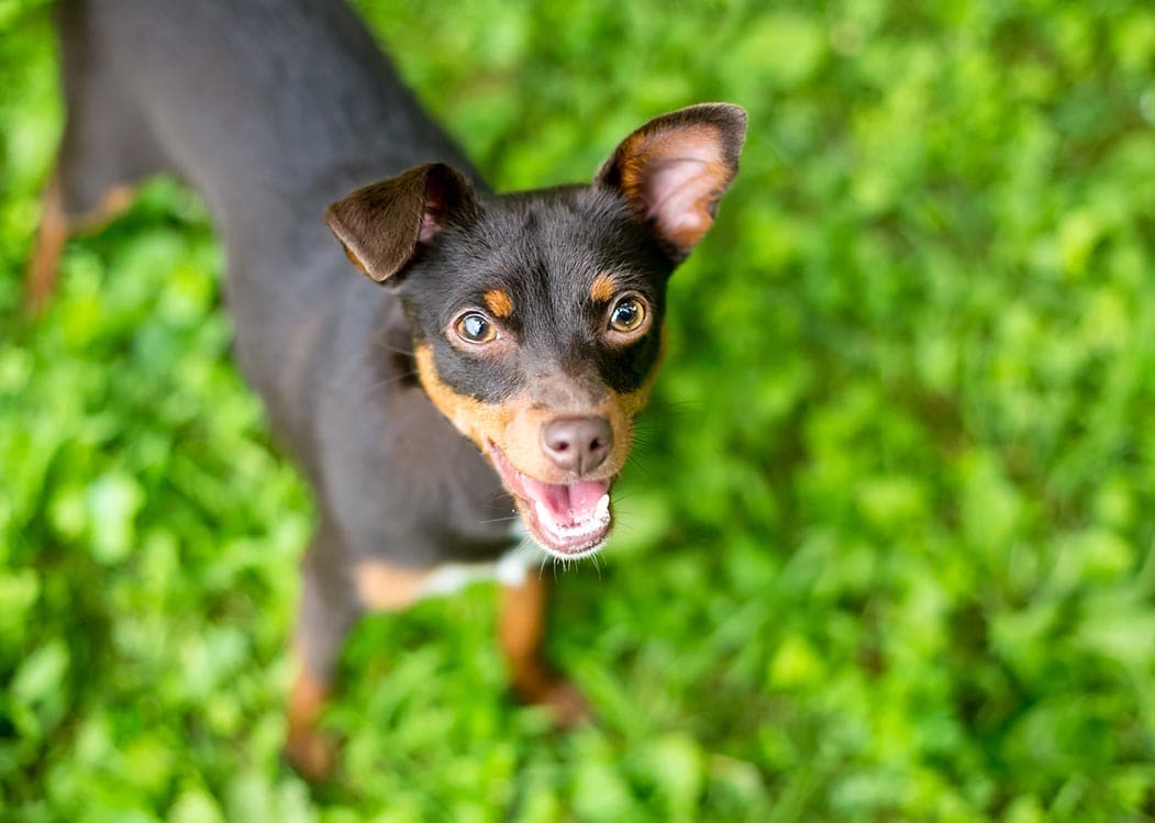 The Min Pin Dachshund Mix A Unique and Energetic Companion