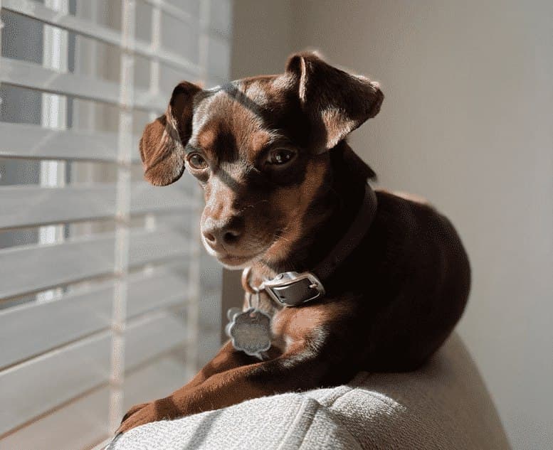 The Min Pin Dachshund Mix A Unique and Energetic Companion