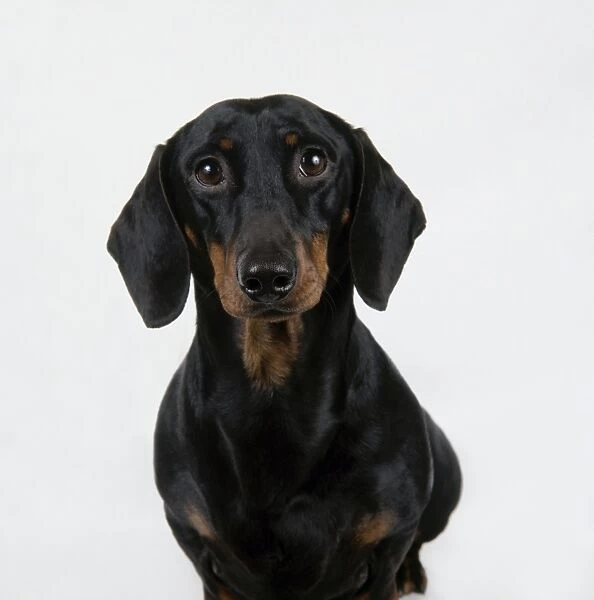 The Miniature Dachshund A Comprehensive Guide