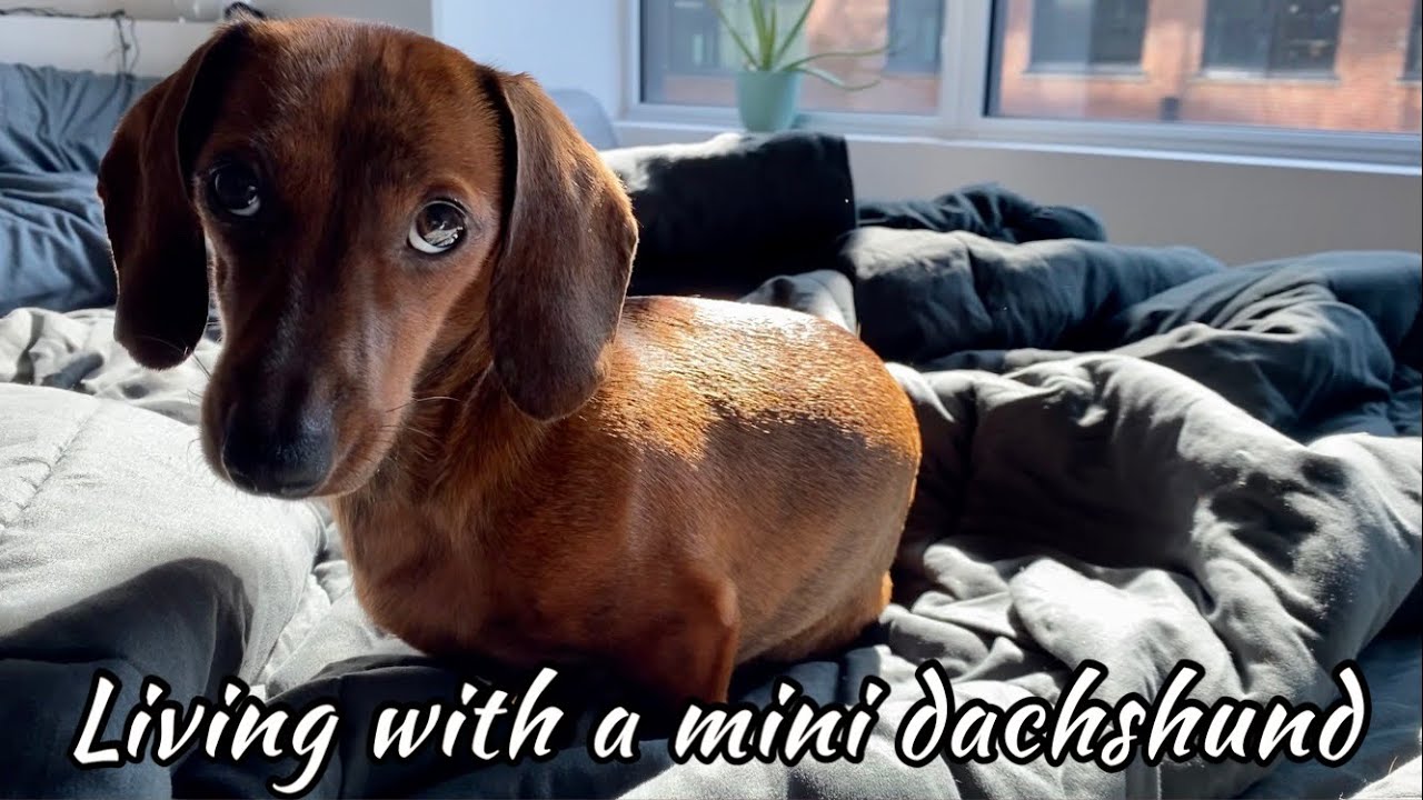 The Miniature Dachshund A Comprehensive Guide