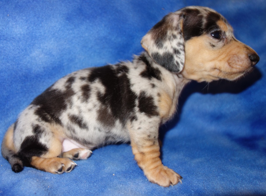 The Piebald Dachshund A Unique and Striking Breed