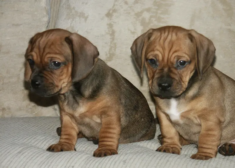 The Pug-Dachshund Mix A Unique and Charming Breed