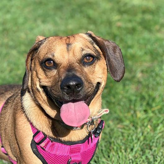 The Pug-Dachshund Mix A Unique and Charming Breed