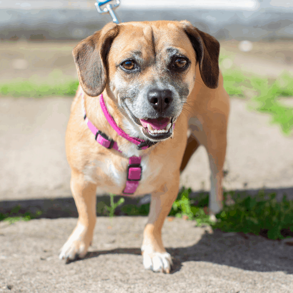 The Pug-Dachshund Mix A Unique and Charming Breed