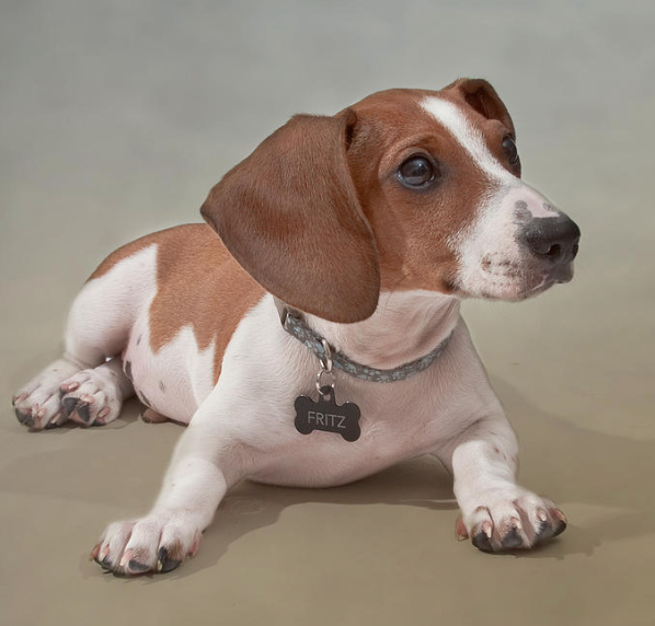 The Rainbow of Dachshunds A Comprehensive Guide to Dachshund Colors