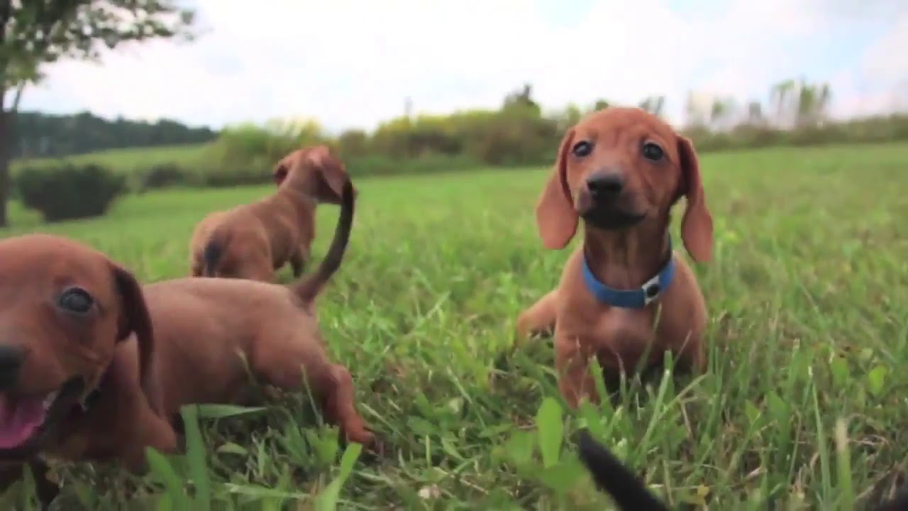 The Red Dapple Dachshund