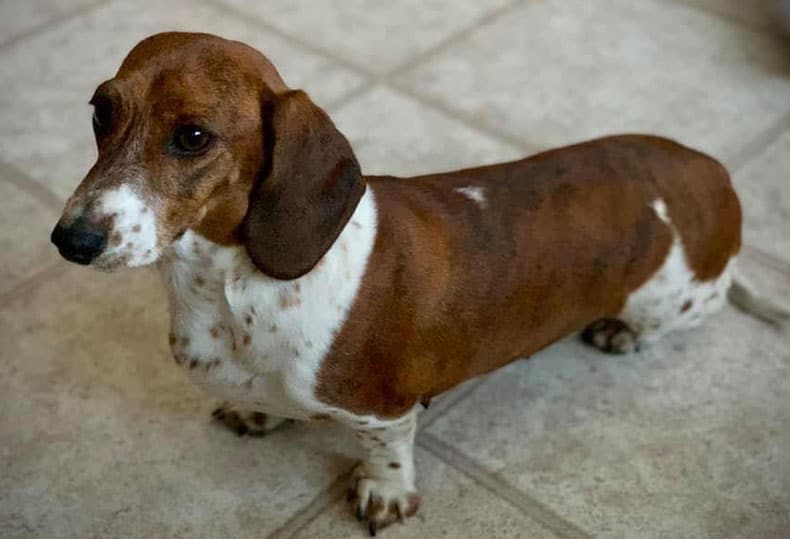 The Red Dapple Dachshund