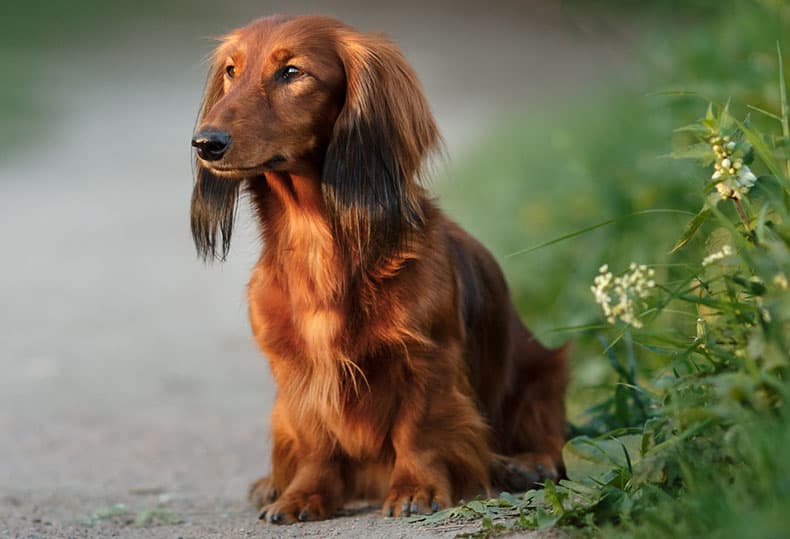 The Red Dapple Dachshund