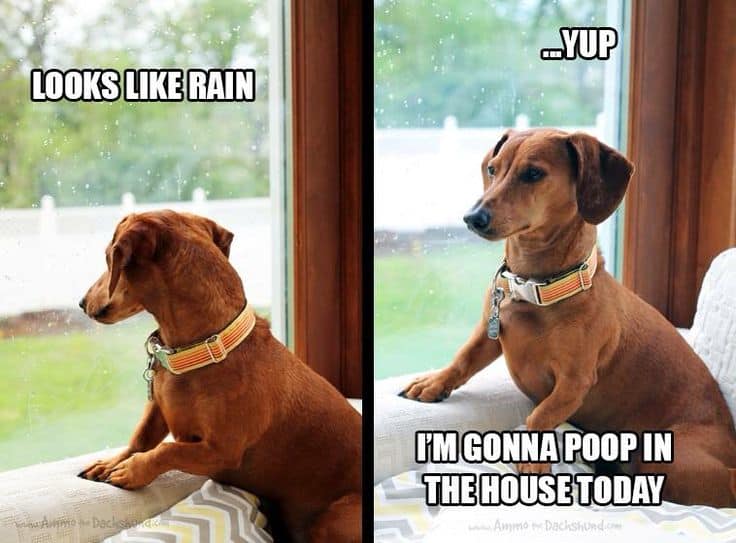 The Rise of the Dachshund Meme Why We Can