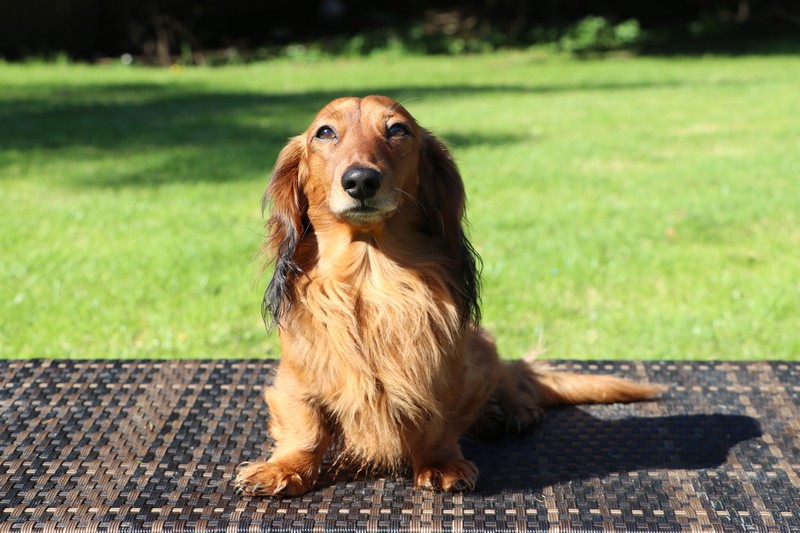 The Sable Dachshund A Comprehensive Guide