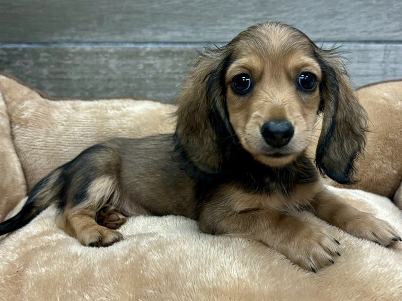 The Sable Dachshund A Comprehensive Guide