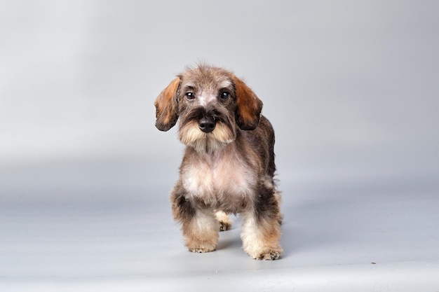 The Schnauzer Dachshund Mix A Unique and Energetic Breed