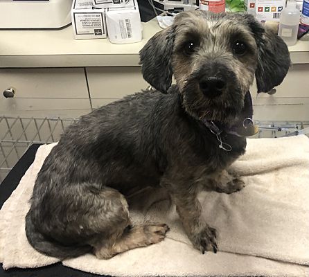 The Schnauzer Dachshund Mix A Unique and Energetic Breed