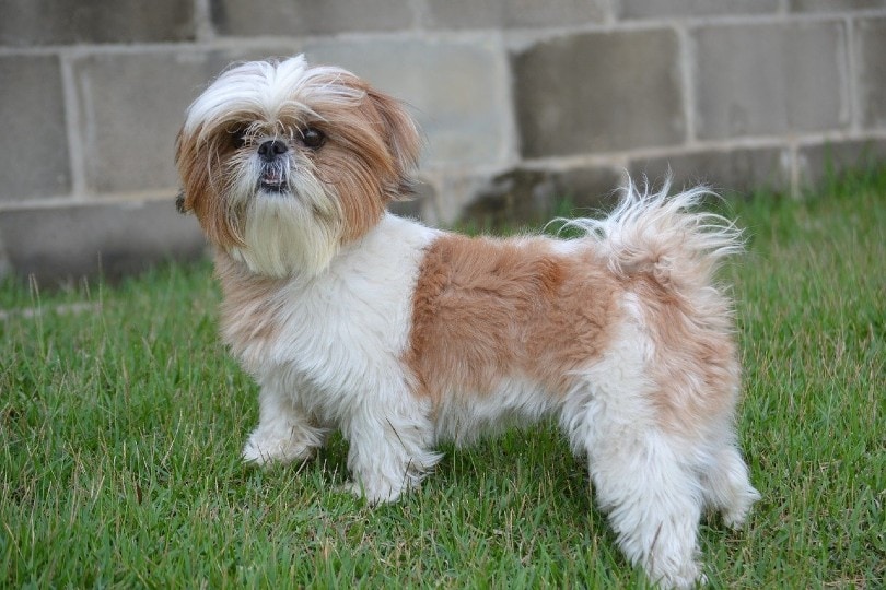 The Shih Tzu Dachshund Mix A Delightful Blend of Personality and Charm