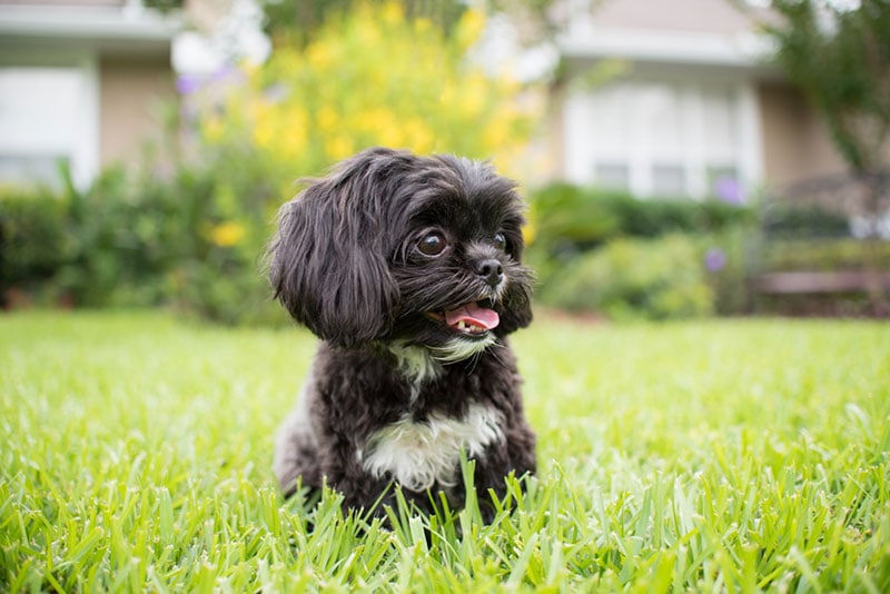 The Shih Tzu Dachshund Mix A Delightful Blend of Personality and Charm