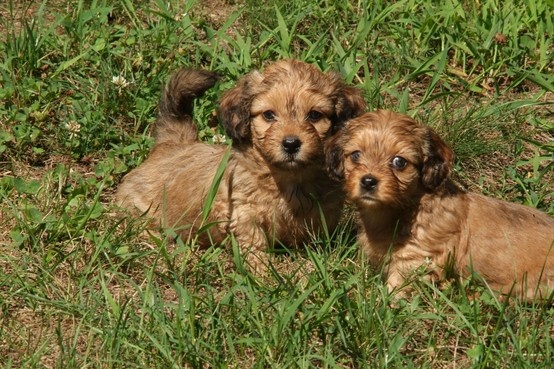 The Shih Tzu Dachshund Mix A Delightful Blend of Personality and Charm