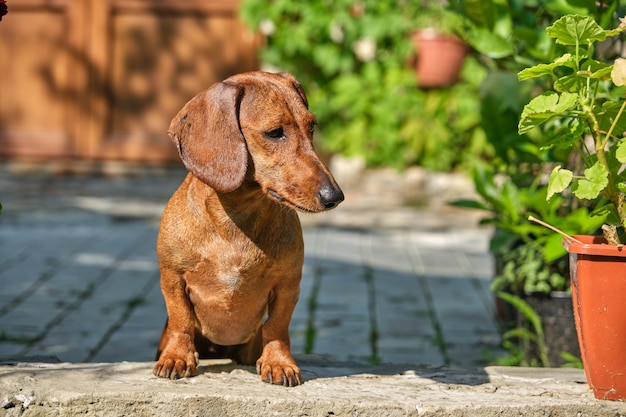 The Short-Haired Dachshund A Breed Overview