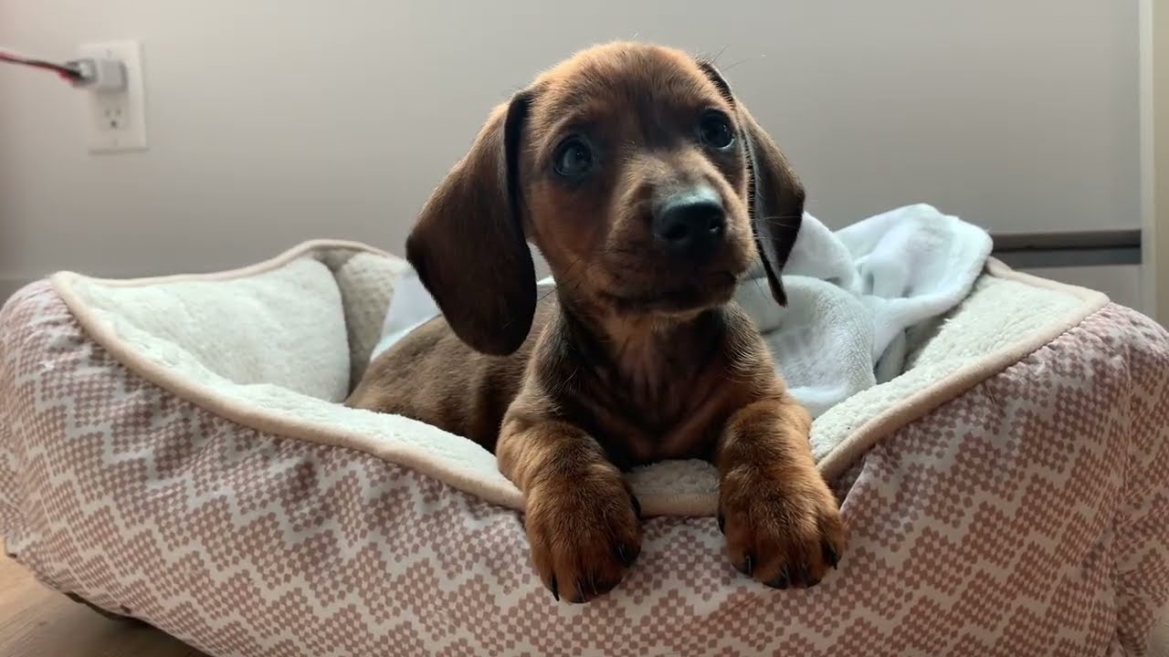 The Short-Haired Dachshund A Breed Overview