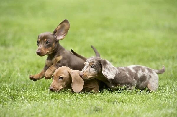 The Short-Haired Dachshund A Breed Overview