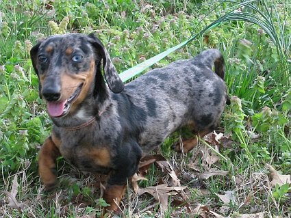 The Silver Dapple Dachshund A Unique and Striking Breed