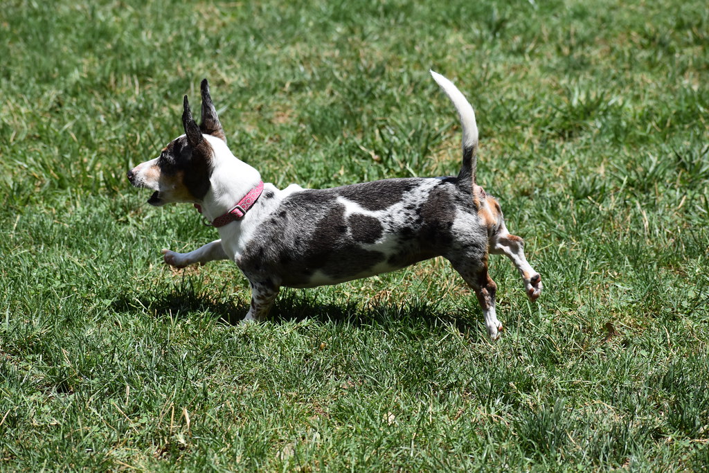 The Silver Dapple Dachshund A Unique and Striking Breed