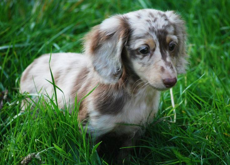 The Silver Dapple Dachshund A Unique and Striking Breed