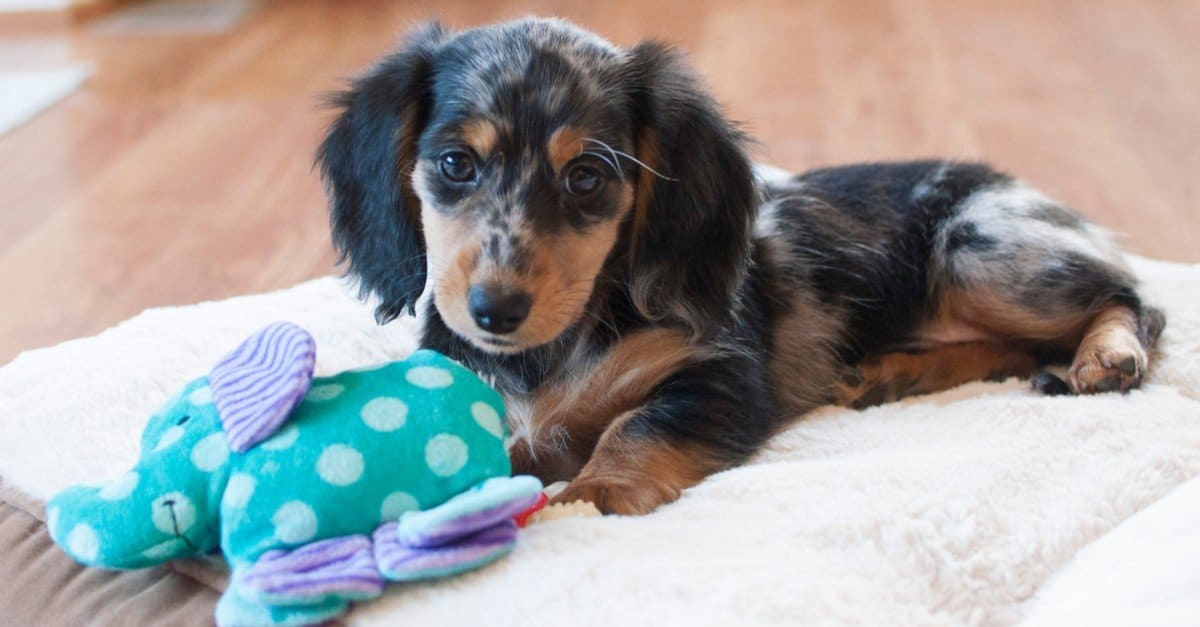 The Silver Dapple Dachshund A Unique and Striking Breed