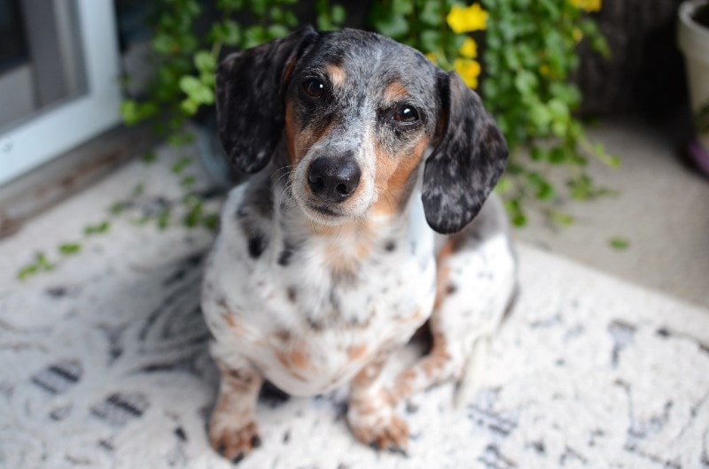 The Spotted Dachshund A Unique and Charming Breed