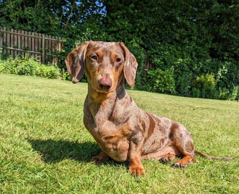 The Spotted Dachshund A Unique and Charming Breed