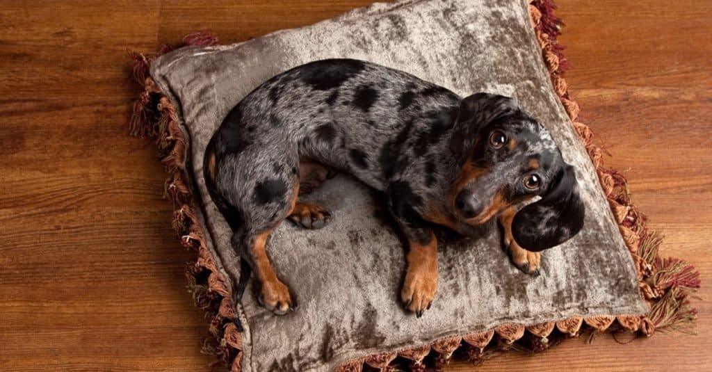 The Spotted Dachshund A Unique and Charming Breed