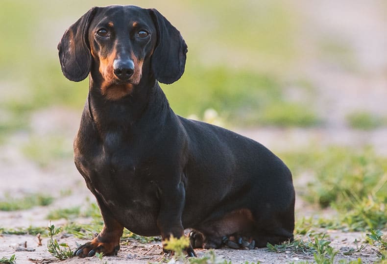 The Standard Dachshund A Legacy of Loyalty, Courage, and Charm