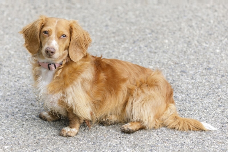 The Standard Dachshund A Legacy of Loyalty, Courage, and Charm