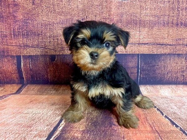 The Yorkie-Dachshund Mix A Blend of Charm and Personality