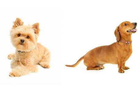 The Yorkie-Dachshund Mix A Blend of Charm and Personality