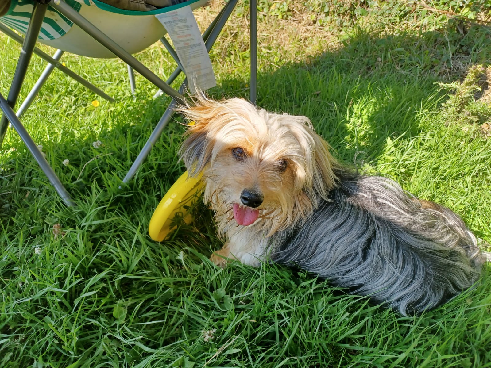 The Yorkie-Dachshund Mix A Blend of Charm and Personality