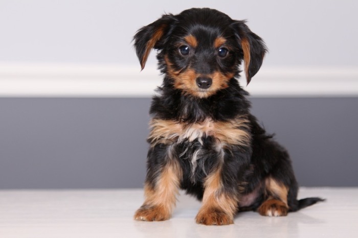 The Yorkie-Dachshund Mix A Blend of Charm and Personality