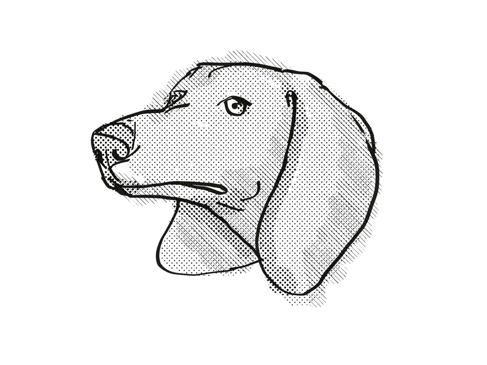 Unleashing Your Inner Artist A Comprehensive Guide to Drawing Dachshunds